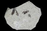 Double Fossil March Fly (Plecia) - Green River Formation #95849-4